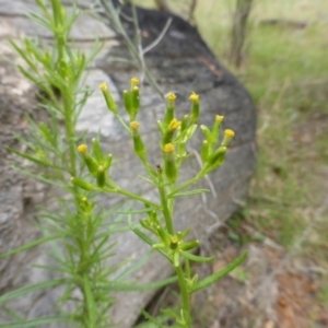 Senecio diaschides at Isaacs, ACT - 20 Jan 2015