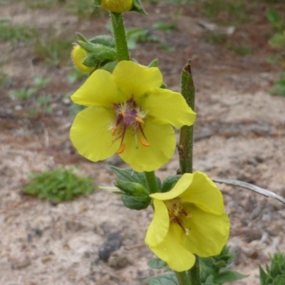 Verbascum virgatum (Green Mullein) at Isaacs Ridge and Nearby - 19 Jan 2015 by Mike