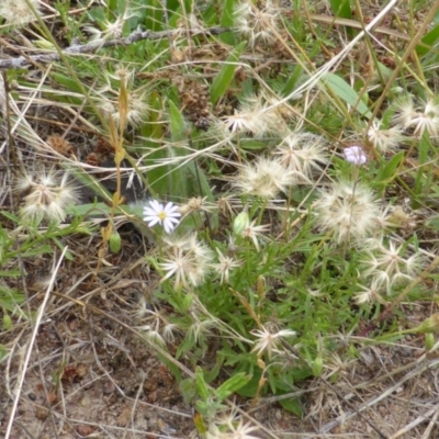 Vittadinia muelleri (Narrow-leafed New Holland Daisy) at Isaacs, ACT - 20 Jan 2015 by Mike