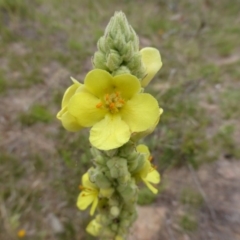 Verbascum thapsus subsp. thapsus (Great Mullein, Aaron's Rod) at Isaacs Ridge and Nearby - 20 Jan 2015 by Mike