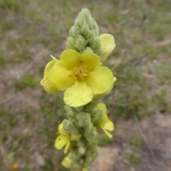 Verbascum thapsus subsp. thapsus (Great Mullein, Aaron's Rod) at Isaacs, ACT - 19 Jan 2015 by Mike