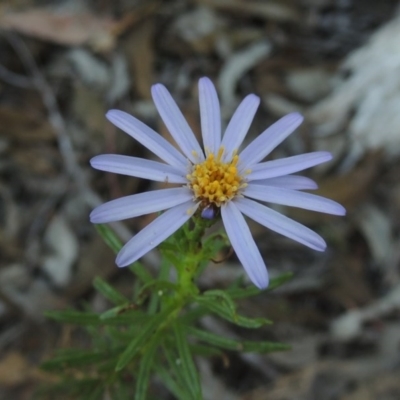 Olearia tenuifolia (Narrow-leaved Daisybush) at Tennent, ACT - 13 Dec 2014 by MichaelBedingfield