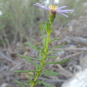 Olearia tenuifolia at Tennent, ACT - 13 Dec 2014