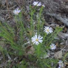 Olearia tenuifolia at Tennent, ACT - 13 Dec 2014