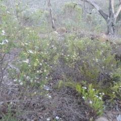 Olearia tenuifolia at Tennent, ACT - 13 Dec 2014