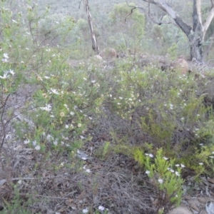 Olearia tenuifolia at Tennent, ACT - 13 Dec 2014