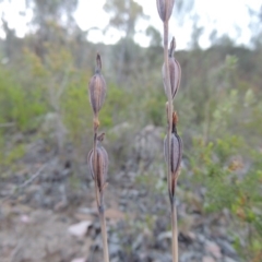 Thelymitra sp. (A Sun Orchid) at Tennent, ACT - 13 Dec 2014 by michaelb