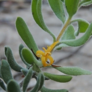 Persoonia rigida at Tennent, ACT - 13 Dec 2014