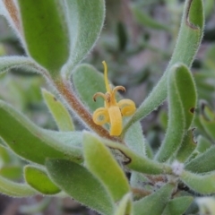 Persoonia rigida (Hairy Geebung) at Conder, ACT - 6 Dec 2014 by michaelb