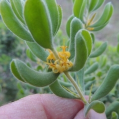 Persoonia rigida (Hairy Geebung) at Conder, ACT - 6 Dec 2014 by michaelb