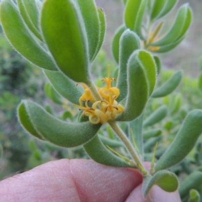 Persoonia rigida (Hairy Geebung) at Rob Roy Range - 6 Dec 2014 by michaelb