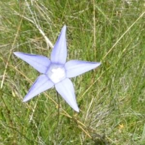 Wahlenbergia sp. at Booth, ACT - 25 Jan 2015 10:25 AM