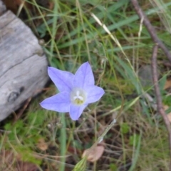 Wahlenbergia sp. at Booth, ACT - 25 Jan 2015 10:25 AM