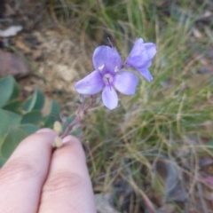 Veronica perfoliata (Digger's Speedwell) at Namadgi National Park - 24 Jan 2015 by RobynHall