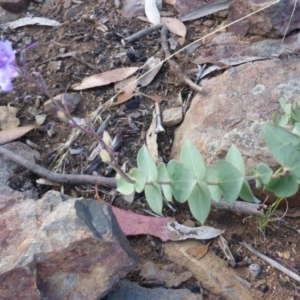 Veronica perfoliata at Booth, ACT - 25 Jan 2015