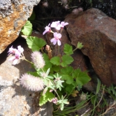 Pelargonium inodorum (Kopata) at Booth, ACT - 24 Jan 2015 by RobynHall