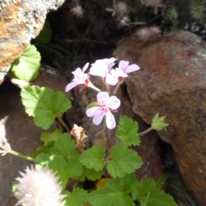 Pelargonium inodorum at Booth, ACT - 25 Jan 2015