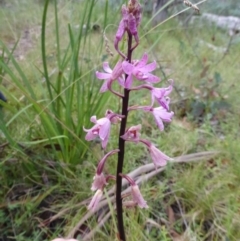 Dipodium roseum (Rosy Hyacinth Orchid) at Booth, ACT - 25 Jan 2015 by RobynHall