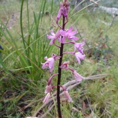 Dipodium roseum (Rosy Hyacinth Orchid) at Booth, ACT - 25 Jan 2015 by RobynHall