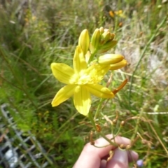 Bulbine glauca (Rock Lily) at Booth, ACT - 25 Jan 2015 by RobynHall