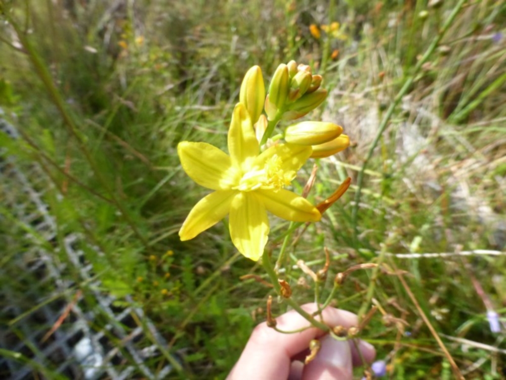 Bulbine glauca at Booth, ACT - 25 Jan 2015