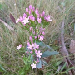 Centaurium sp. at Namadgi National Park - 24 Jan 2015 by RobynHall