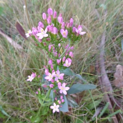 Centaurium sp. at Namadgi National Park - 24 Jan 2015 by RobynHall