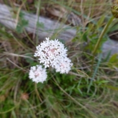 Trachymene humilis subsp. humilis (Alpine Trachymene) at Booth, ACT - 24 Jan 2015 by RobynHall