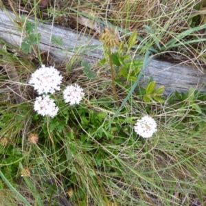 Trachymene humilis subsp. humilis at Booth, ACT - 25 Jan 2015 08:39 AM