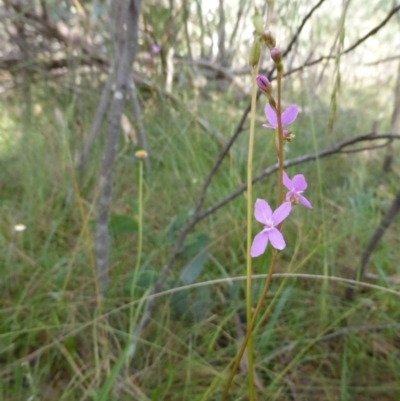 Stylidium (genus) (Trigger Plant) at Booth, ACT - 25 Jan 2015 by RobynHall