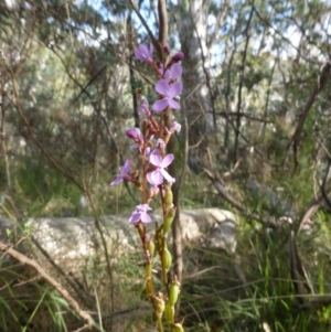 Stylidium sp. at Booth, ACT - 25 Jan 2015 08:37 AM