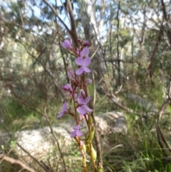 Stylidium sp. at Booth, ACT - 25 Jan 2015 08:37 AM