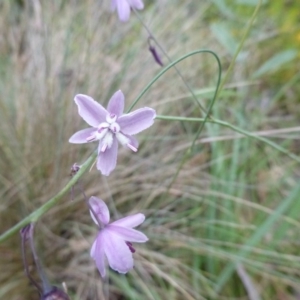 Arthropodium milleflorum at Booth, ACT - 25 Jan 2015