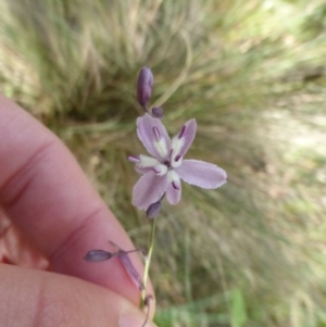 Arthropodium milleflorum at Booth, ACT - 25 Jan 2015 08:36 AM