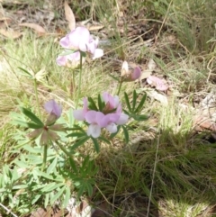 Lotus australis (Austral Trefoil) at Mount Clear, ACT - 26 Jan 2015 by RobynHall