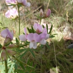 Lotus australis at Mount Clear, ACT - 26 Jan 2015 11:51 AM