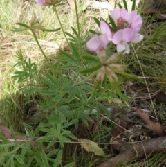 Lotus australis at Mount Clear, ACT - 26 Jan 2015 11:51 AM