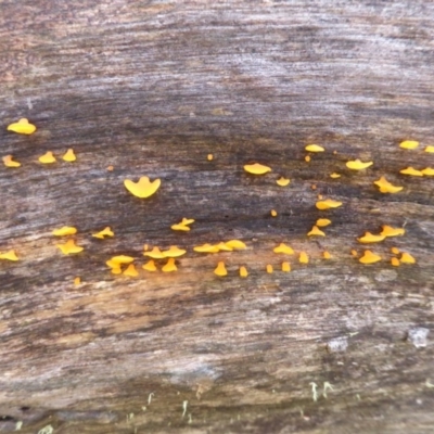 Heterotextus sp. (A yellow saprophytic jelly fungi) at Namadgi National Park - 24 Jan 2015 by RobynHall