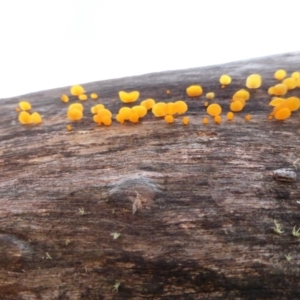 Heterotextus sp. at Mount Clear, ACT - 25 Jan 2015 07:30 AM