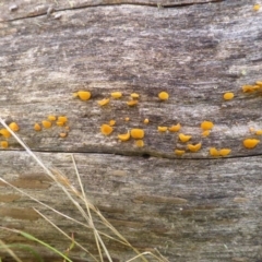 Heterotextus sp. at Mount Clear, ACT - 25 Jan 2015 07:30 AM