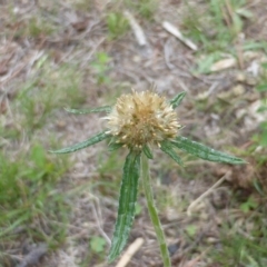 Euchiton sphaericus (Star Cudweed) at Isaacs, ACT - 19 Jan 2015 by Mike