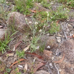 Vittadinia cuneata var. cuneata at Isaacs, ACT - 20 Jan 2015