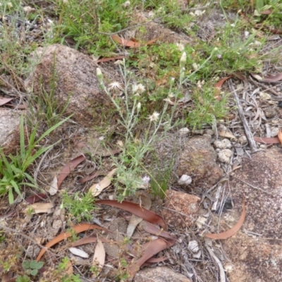 Vittadinia cuneata var. cuneata (Fuzzy New Holland Daisy) at Isaacs Ridge and Nearby - 19 Jan 2015 by Mike