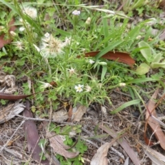 Vittadinia muelleri (Narrow-leafed New Holland Daisy) at Isaacs Ridge and Nearby - 19 Jan 2015 by Mike