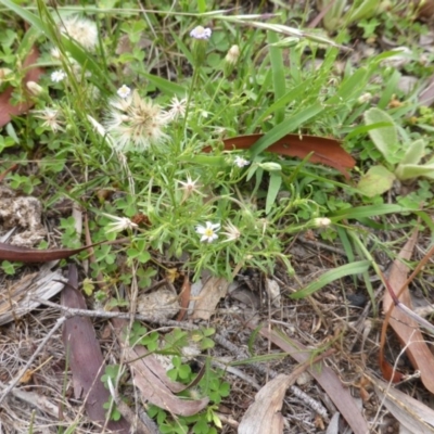 Vittadinia muelleri (Narrow-leafed New Holland Daisy) at Isaacs Ridge and Nearby - 19 Jan 2015 by Mike