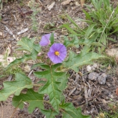 Solanum cinereum (Narrawa Burr) at Isaacs, ACT - 20 Jan 2015 by Mike