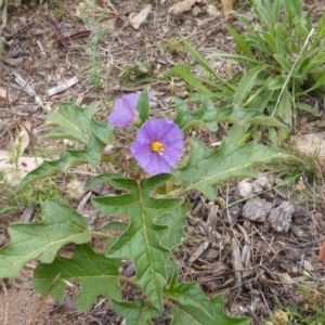 Solanum cinereum at Isaacs, ACT - 20 Jan 2015 09:55 AM