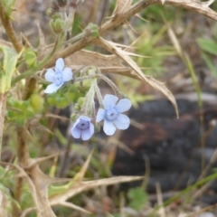 Cynoglossum australe (Australian Forget-me-not) at Isaacs, ACT - 19 Jan 2015 by Mike