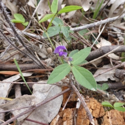 Glycine tabacina (Variable Glycine) at Jerrabomberra, ACT - 20 Jan 2015 by Mike