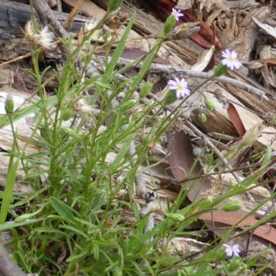 Vittadinia muelleri (Narrow-leafed New Holland Daisy) at Isaacs Ridge and Nearby - 19 Jan 2015 by Mike